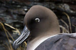 Light-Mantled Sooty Albatross