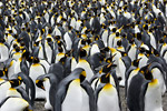 King Penguins
