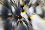 King Penguins