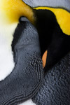 King Penguin