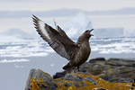 Skua