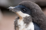 Adelie Penguin Chick