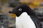 Adelie Penguin