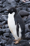 Adelie Penguin