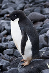 Adelie Penguin