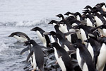 Adelie Penguins