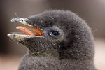 Adelie Penguin Chick