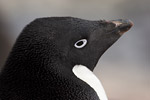 Adelie Penguin