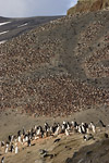 Chinstrap Penguin Colony