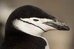 Chinstrap Penguin