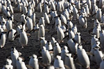 Chinstrap Penguins