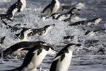 Chinstrap Penguins