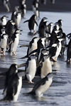 Chinstrap Penguins