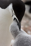 Chinstrap Penguin and Chick