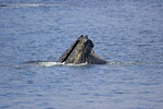 Humpback Whale