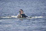 Humpback Whale