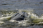 Humpback Whale