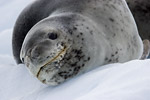 Leopard Seal