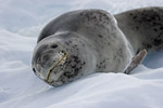 Leopard Seal