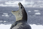 Leopard Seal