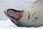 Leopard Seal
