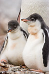 Gentoo Penguin Chicks