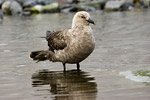 South Polar Skua