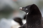 Adelie Penguin