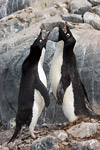 Adelie Penguins