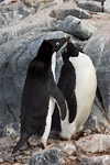 Adelie Penguins