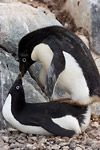 Adelie Penguins