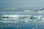 Iceberg