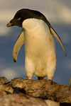 Adelie Penguin