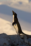 Adelie Penguin