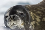 Weddell Seal