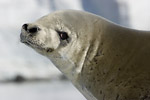 Crabeater Seal