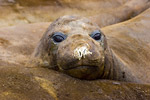 Elephant Seal