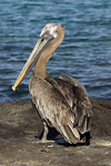 Pelican