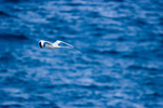 Red-Billed Tropic Bird