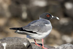 Swallow-Tailed Gull