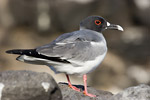 Swallow-Tailed Gull