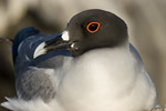 Swallow-Tailed Gull