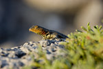 Lava Lizard