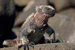 Marine Iguana