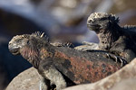 Marine Iguanas