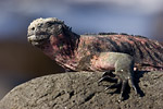 Marine Iguana