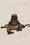 Marine Iguana