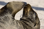 Sea Lion