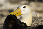 Waved Albatross
