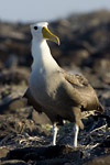 Waved Albatross